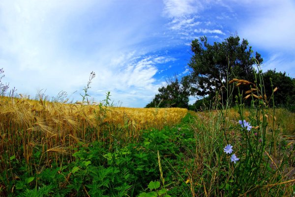 Июль в разгаре природа