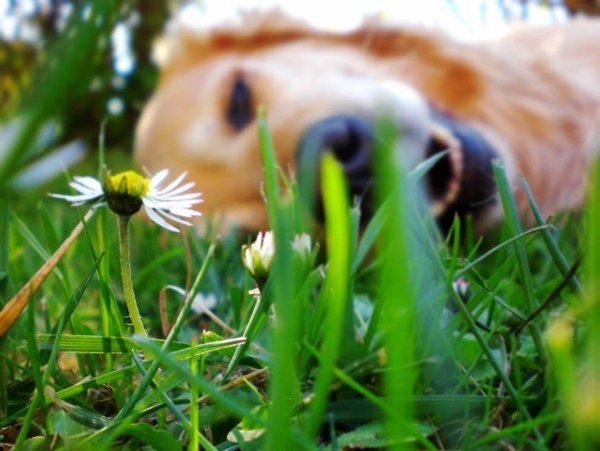 Лето веселье