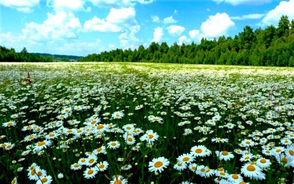 Ромашковый луг Лукоянов
