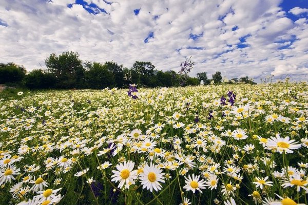 Поле цветов