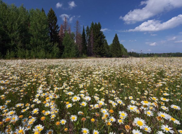 Природа Луга ромашки