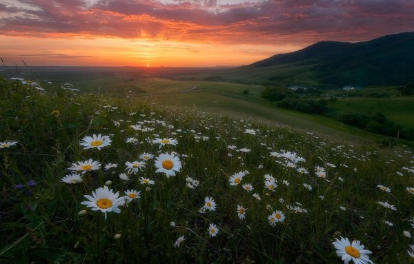 Лето ромашки