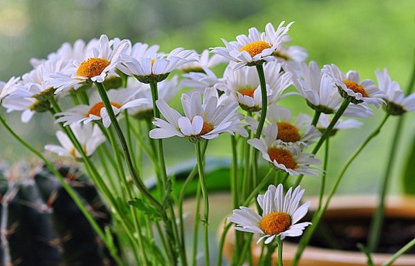 Открытка "многая лета!"