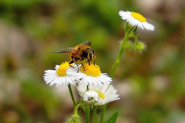 Многая лета поздравление