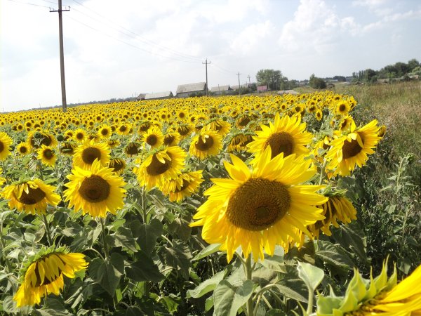 Солнечный день