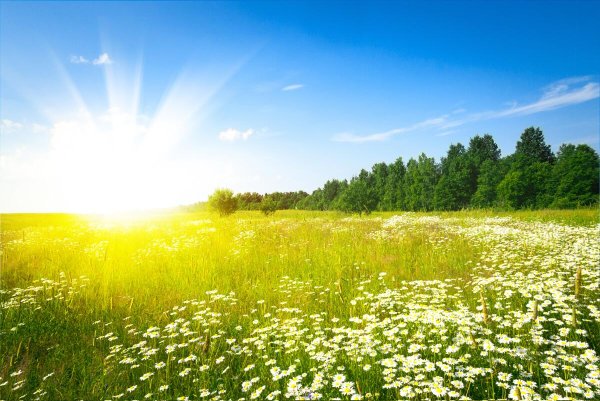 Лето в разгаре