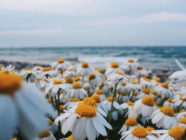 Море цветов ромашек