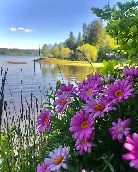 Июньский пейзаж