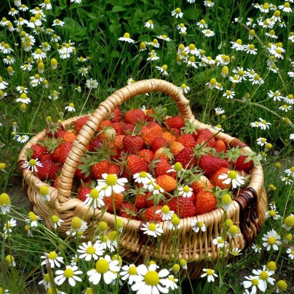 Летняя природа