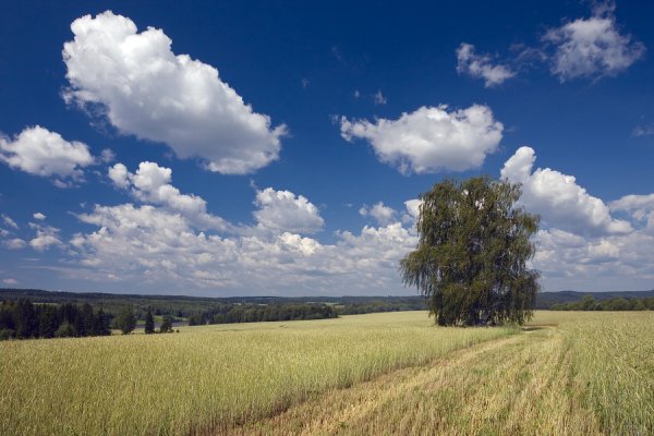 Лес поле Удмуртия