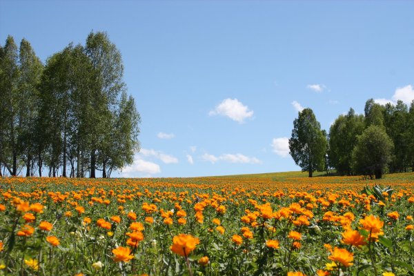 Родная природа