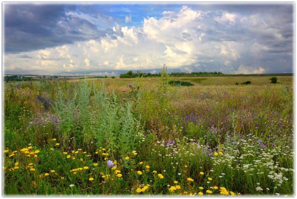 Есенин родной край родные просторы