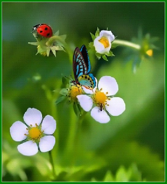 Божья коровка на ромашке