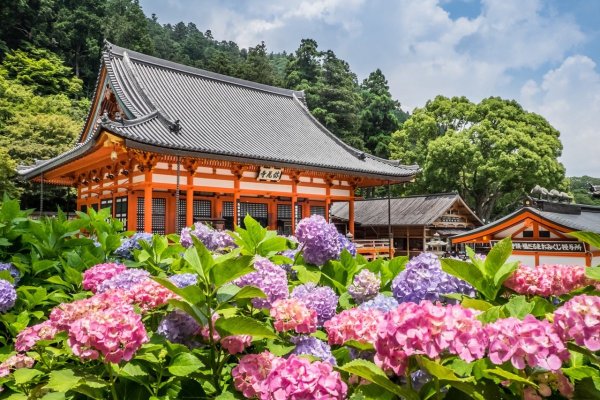 Япония храм гортензия