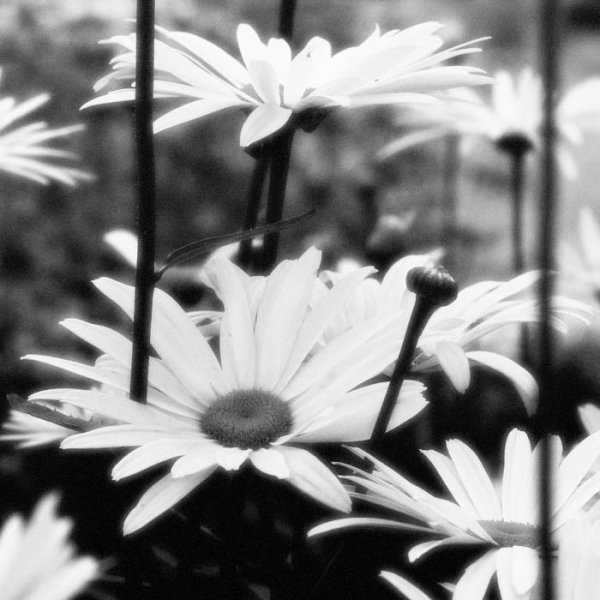 Черно белое лето