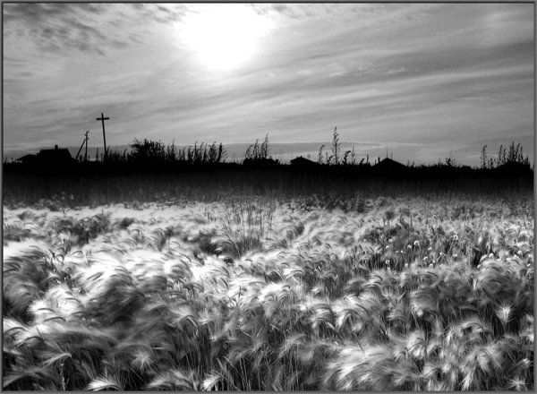 Пейзаж черно белый поле