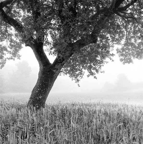 Летний пейзаж черно белый