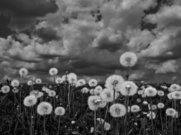 Одуванчики в черно белом цвете