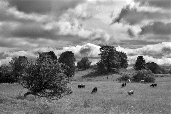 Черно белое лето