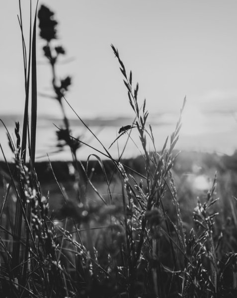 Черно белый рассвет