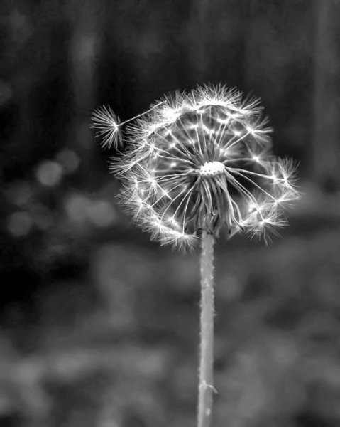 Одуванчик чёрно-белый