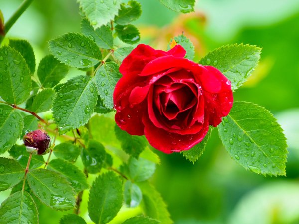 Лето розы картинки