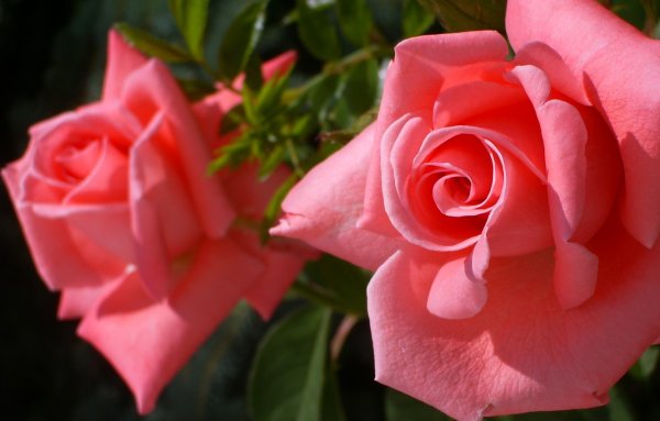 Роза чайно-гибридная Доминика