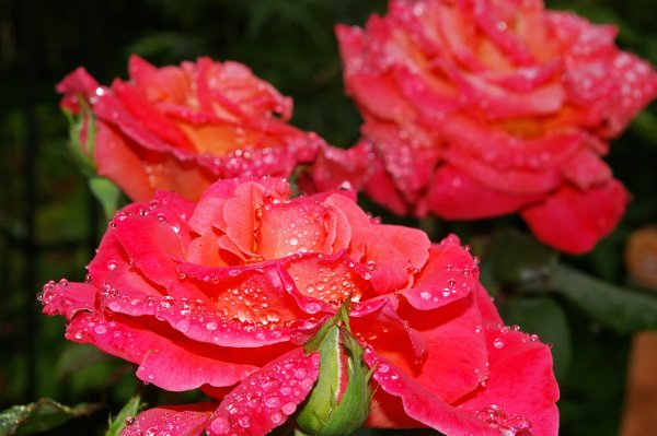 Роза флорибунда Альбрехт Дюрер