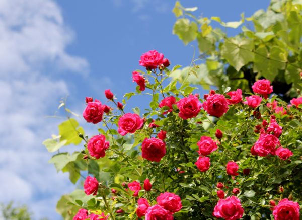 Летние розы