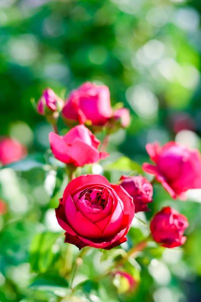 Летние розы картинки