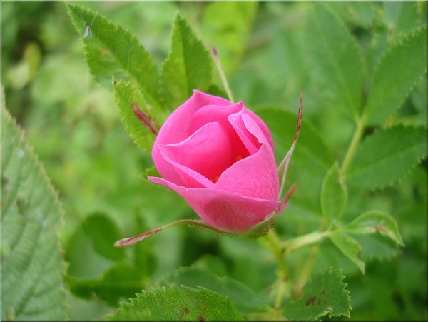 Полевые цветы с розами