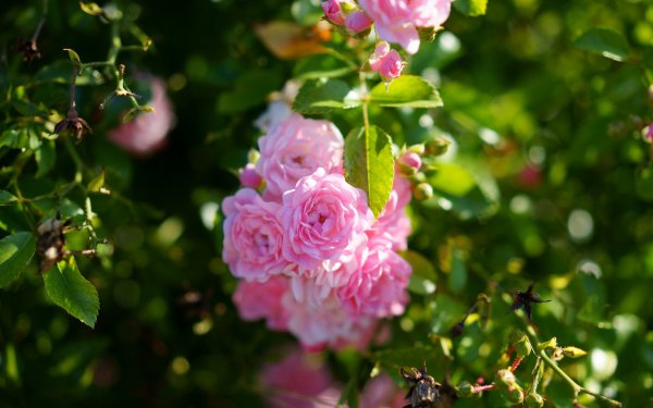 Розовые кусты фон