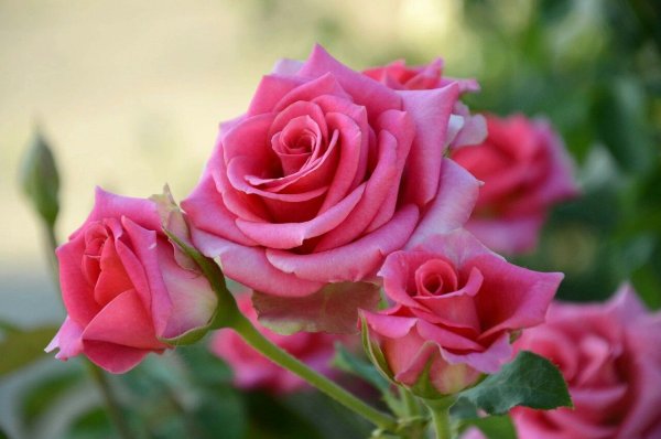 Розы на размытом фоне