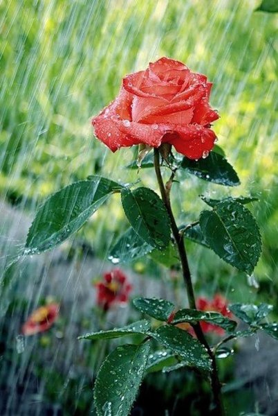 Шикарные цветы