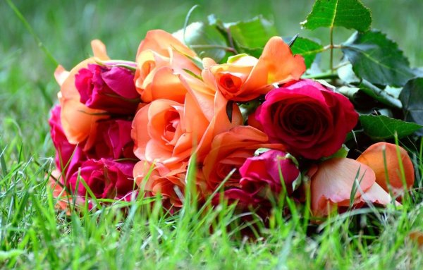 В саду розы под дождем