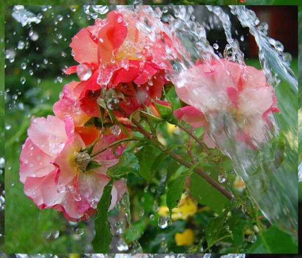 Розовые цветы