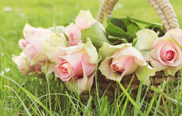 Цветы в росе