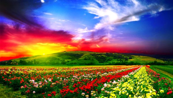 Пейзаж цветы