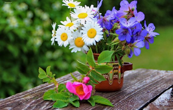 Летние цветы ромашки