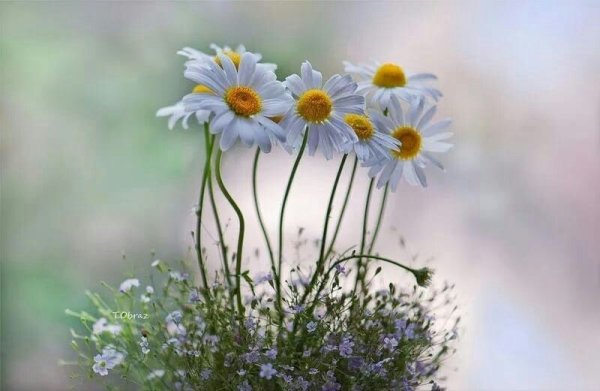 Доброе утро летний рассвет