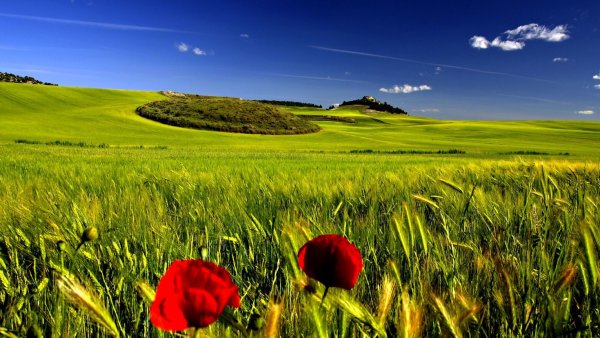 Красно зеленый пейзаж