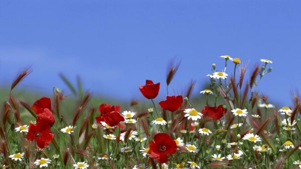 Красивое поле