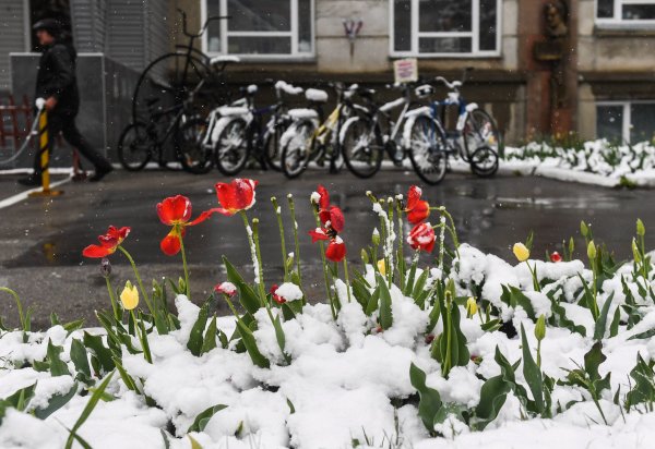 Летний снег в Москве