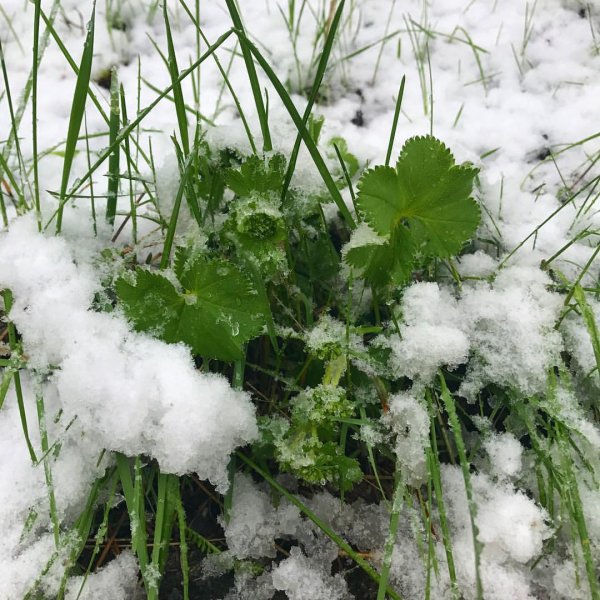 Снег в июне