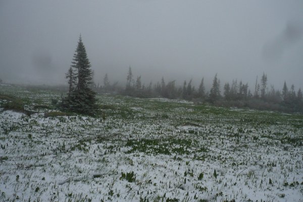 Июньский снег