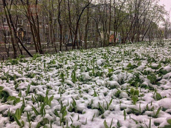 Снег среди лета