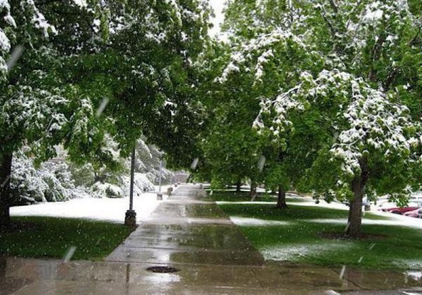 Летний снег