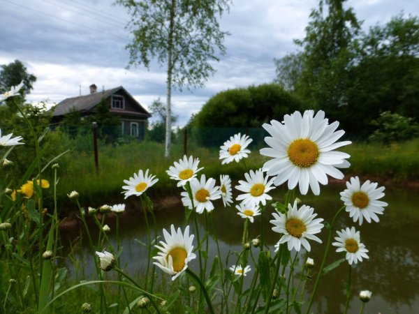 Летоиэтр маленькая жизнь