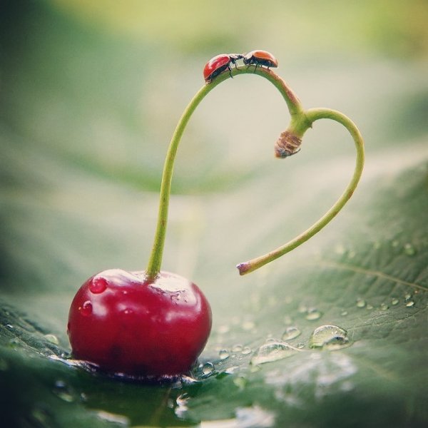 Ромашки и ягоды