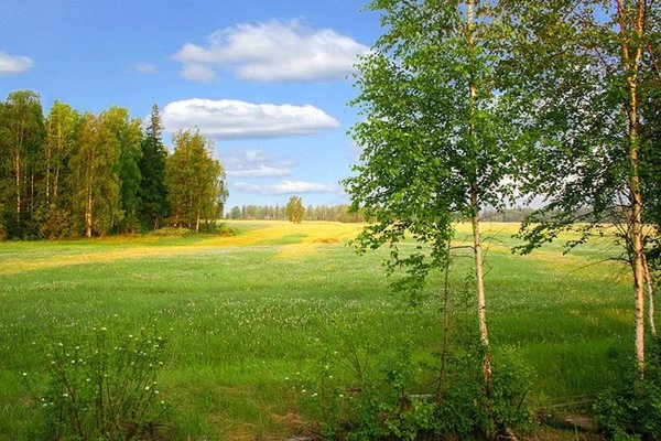 Лес озеро солнце